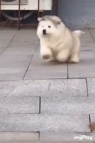 Dog Fall