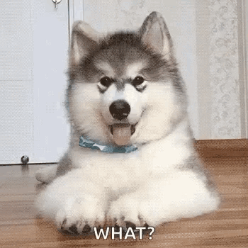 Head Tilt Malamute